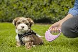 Flexi PU00T2-251-RO Dog Lead Retractable Lead 2 m Pink view 5