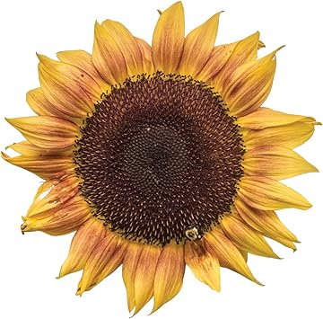 Helianthus Annuus Pro Cut Plum Sunflower Deep Purple Gardening Plants Home Hobby Efp Osteology Org