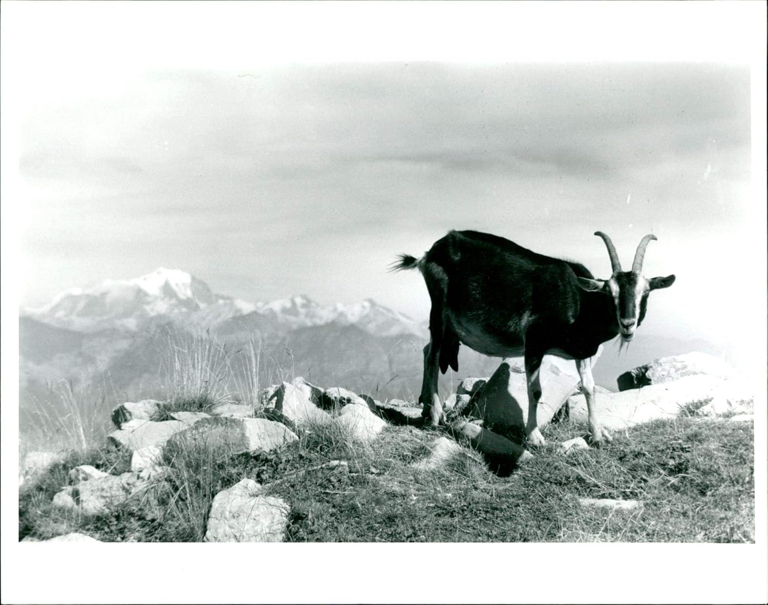 Amazon Com Vintage Photo Of A Chamoix Pauses In Its Grazing On The Cret De Chatillon Entertainment Collectibles