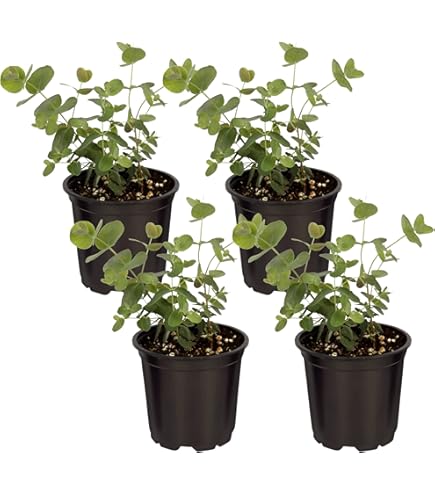 Amazon.com : Alamo EN RAMAS/Alamo Herbs : Patio, Lawn & Garden