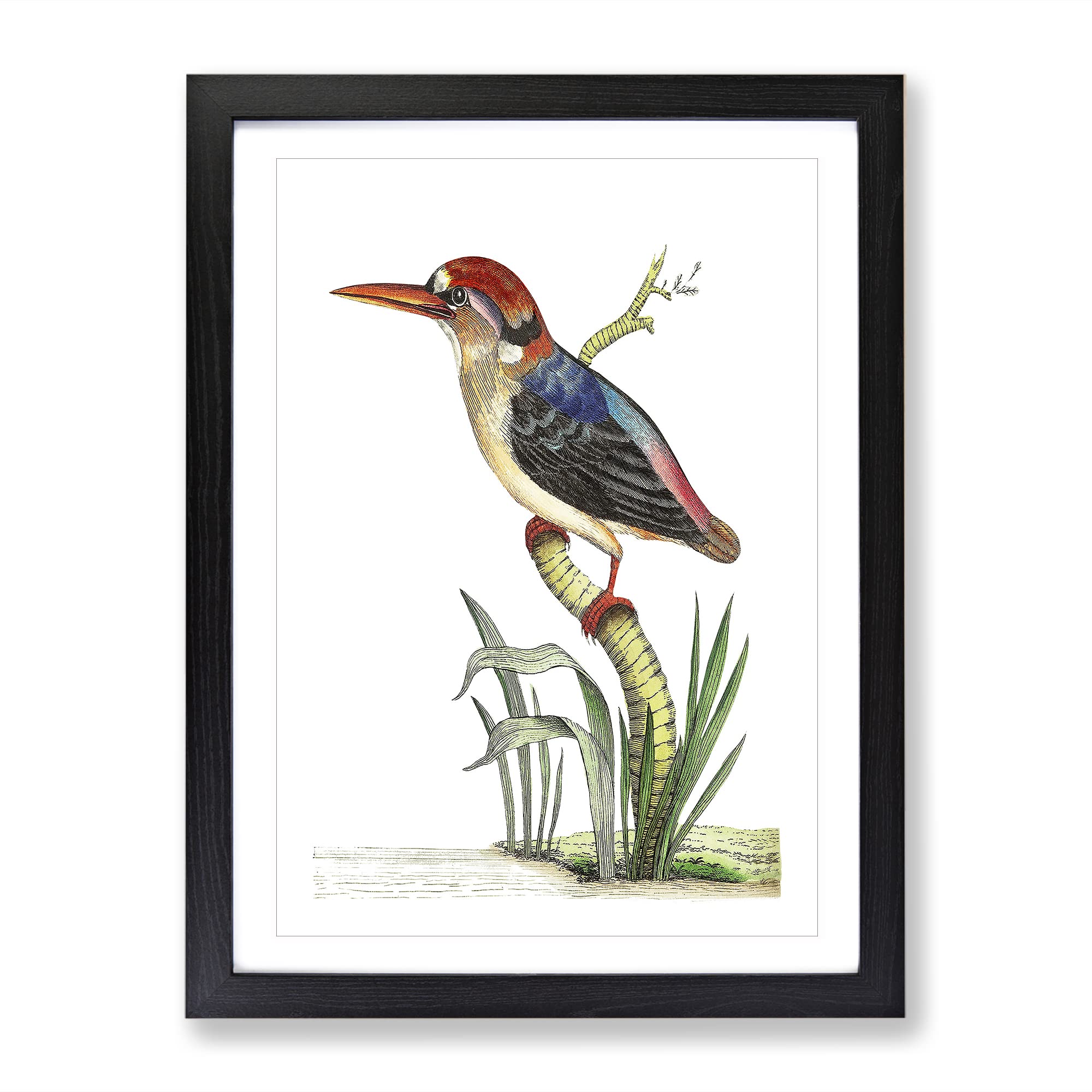 Red Headed Kingfisher By George Shaw Vintage Framed Wall Art Print, Ready to Hang Picture for Living Room Bedroom Home Office Décor, Black A4 (34 x 25 cm)