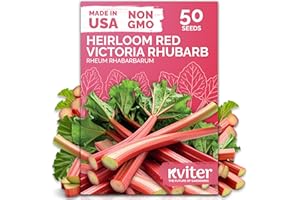 KVITER 50 Red Victoria Rhubarb Seeds for Planting (Rheum Rhabarbarum) – Organic & Heirloom Seeds, Perennial Vegetable Seeds – Perfect for Rhubarb Jam & Pies, Grow in Beds & Outdoor Garden