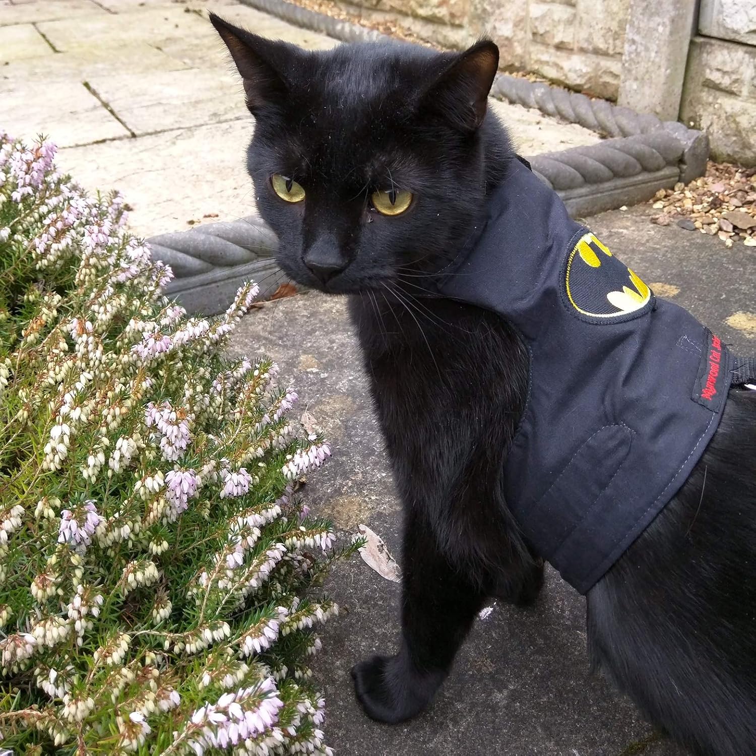 Casco De Batman Para Gato Cat Superhero Mask - Black Bat Costume For  Halloween \u0026 Pet Photos Black Bat Costume Accessory For Halloween Pet  Cosplay Photos, image size:1500x1500