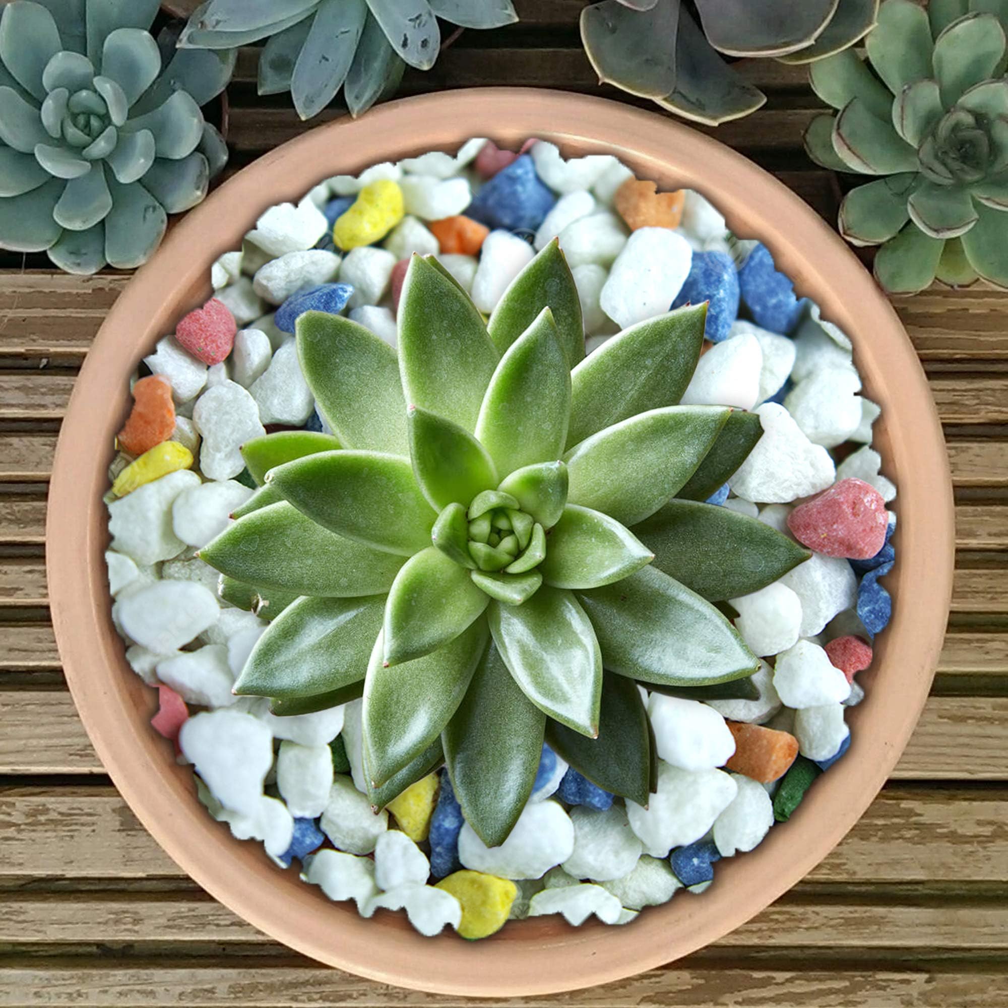 GardenersDreamPremium Coloured Plant Pot Garden Gravel - Colourful Stones for Decoration (Rainbow Mix, 1kg)