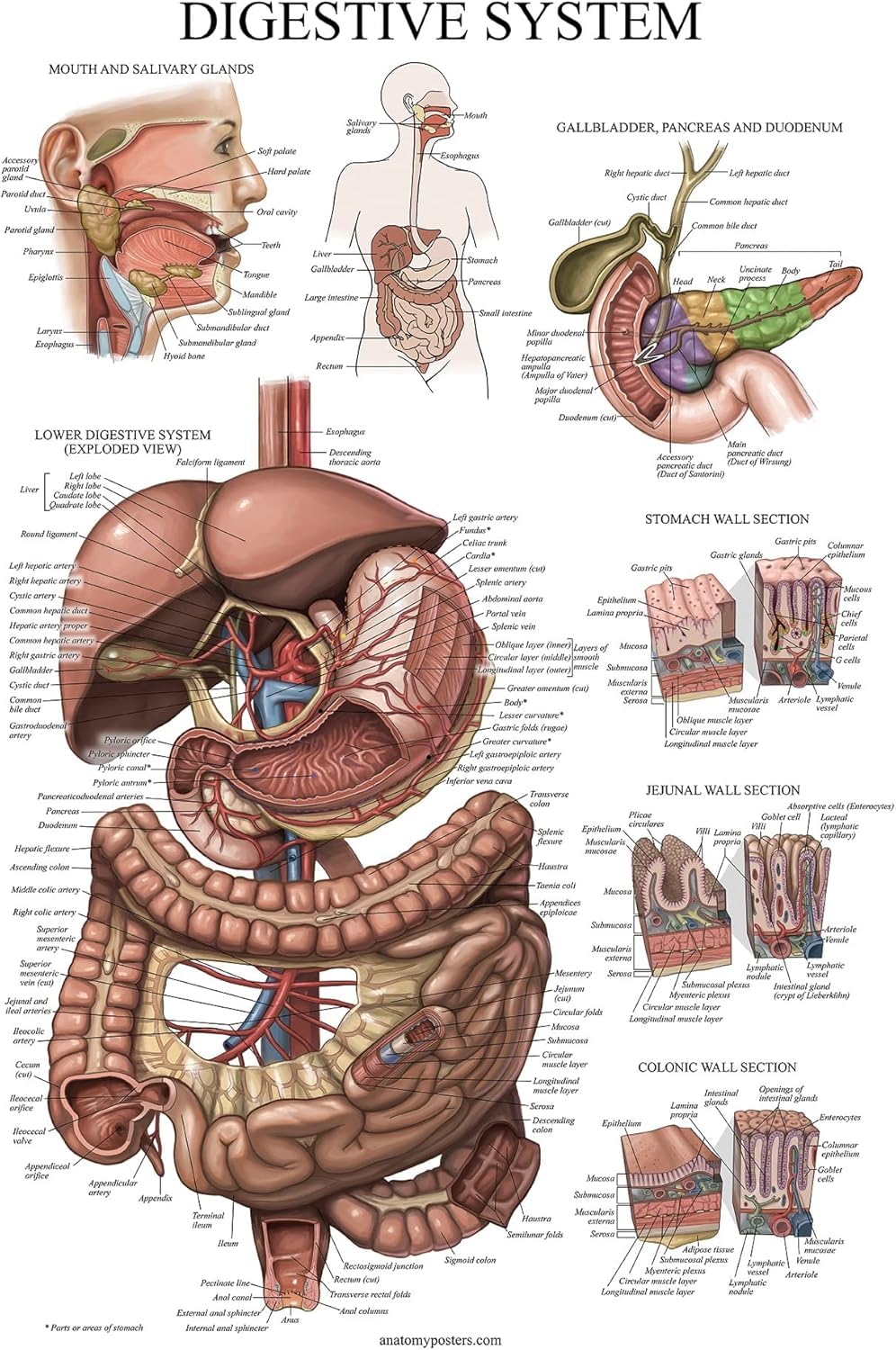 Palace Learning Laminated Digestive System Anatomical Chart - Gastrointestinal Anatomy Poster 18" x 24"