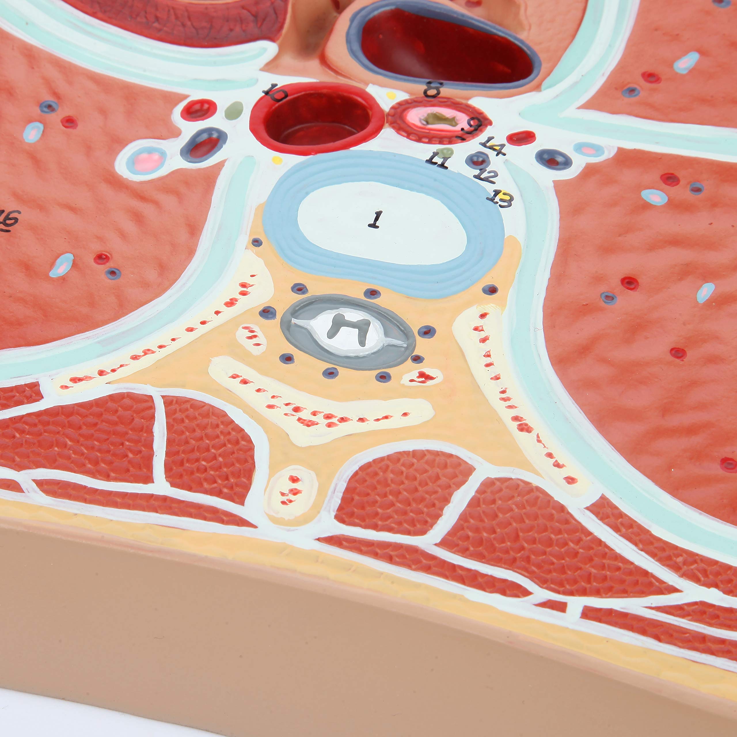 Axis Scientific Anatomy Model of Abdominal Cross Section at T6 | Offers View of Thorax at T6 Vertebrae | Depicts Vital Organs and Systems | Comes on Base | Includes Product Manual