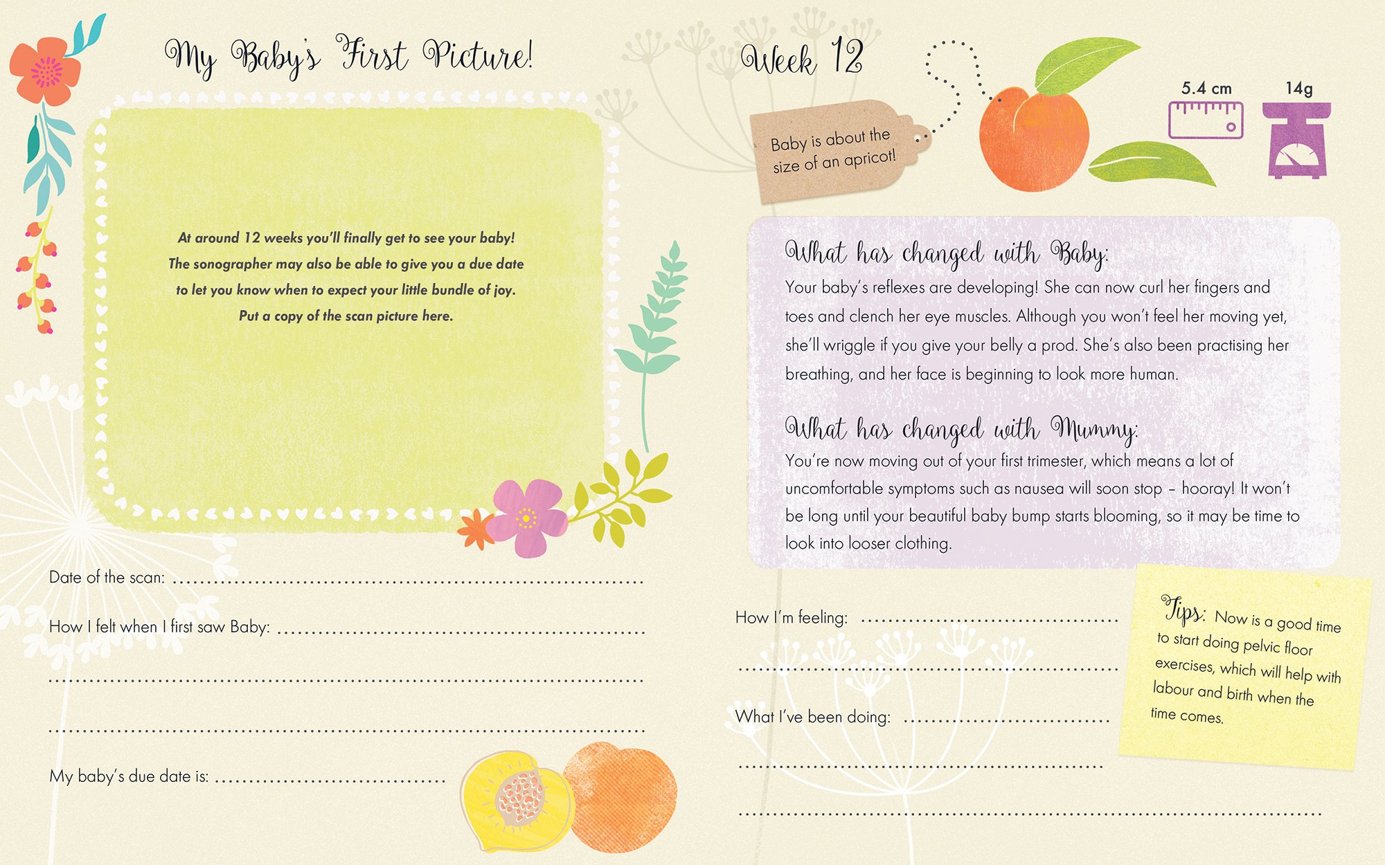 bump pregnancy journal