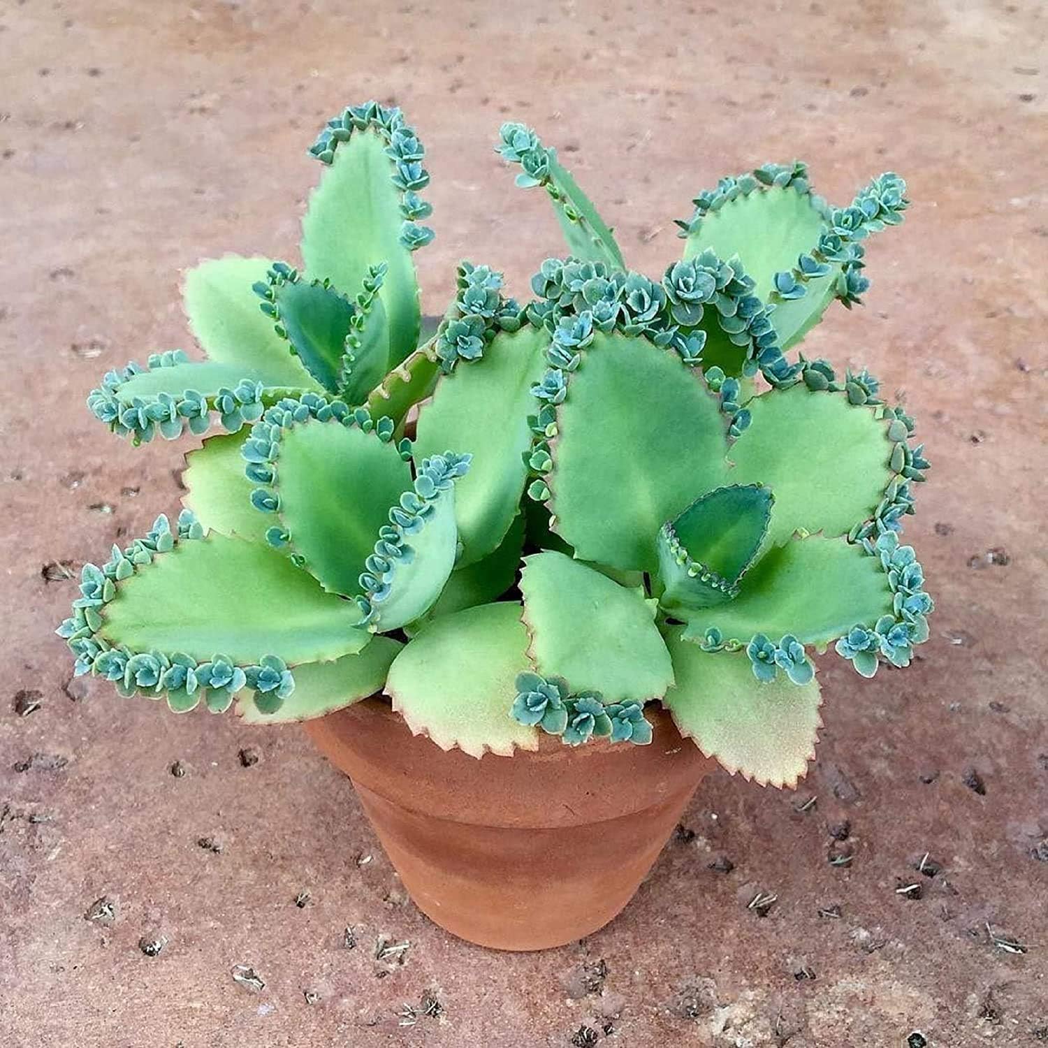 1 Succulent Cactus Kalanchoe Laetivirens