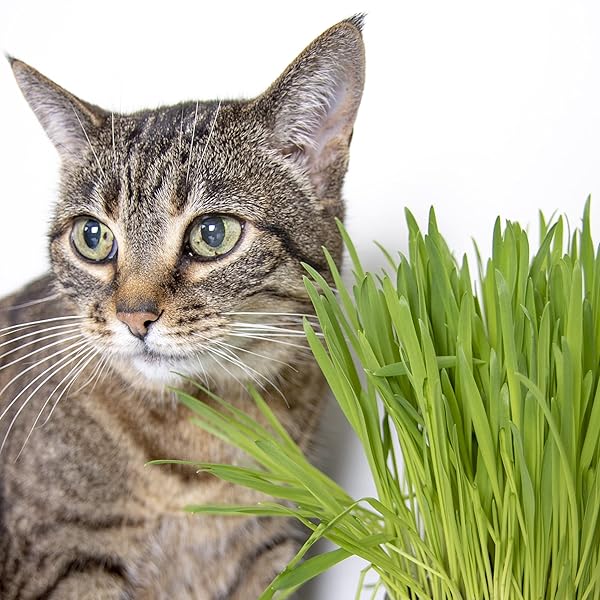 SMARTYKAT SWEET GREENS ORGANIC OAT GRASS ALL-IN-ONE CAT GRASS GROW KIT, EASY-TO-GROW TO SUPPORT DIGESTION & HAIRBALL REDUCTION