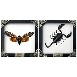 2 Real Framed Scorpion Cicada Beetle Shadow Box
