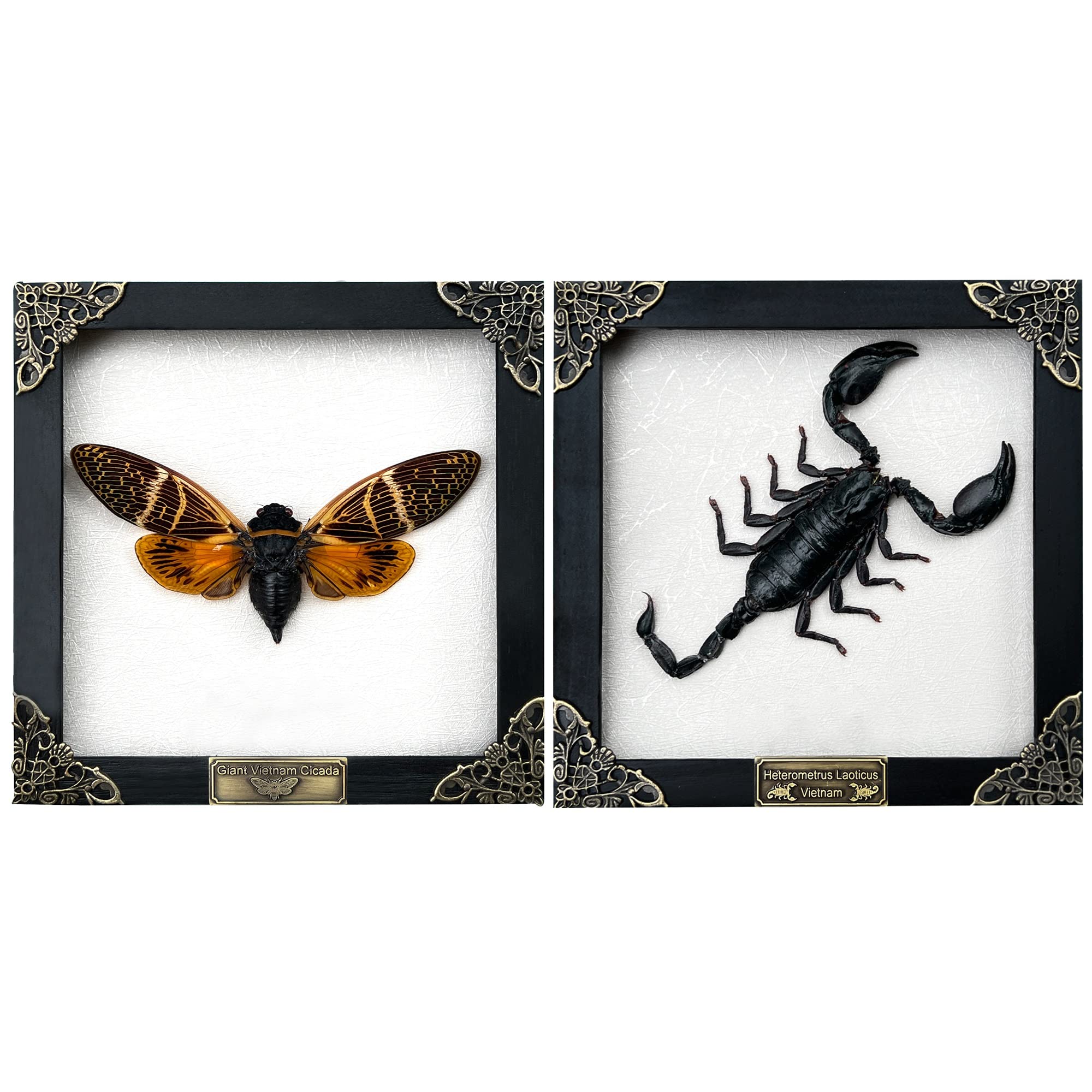 2 Real Framed Scorpion Cicada Beetle Shadow Box