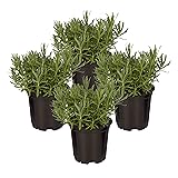 Live Aromatic and Edible Herb - Lavender