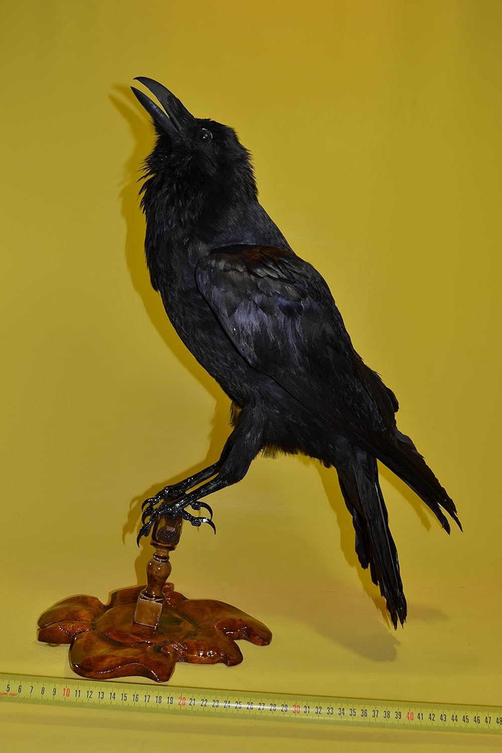 Amazon.com: raven stuffed real taxidermy, fur, new Hunting Small