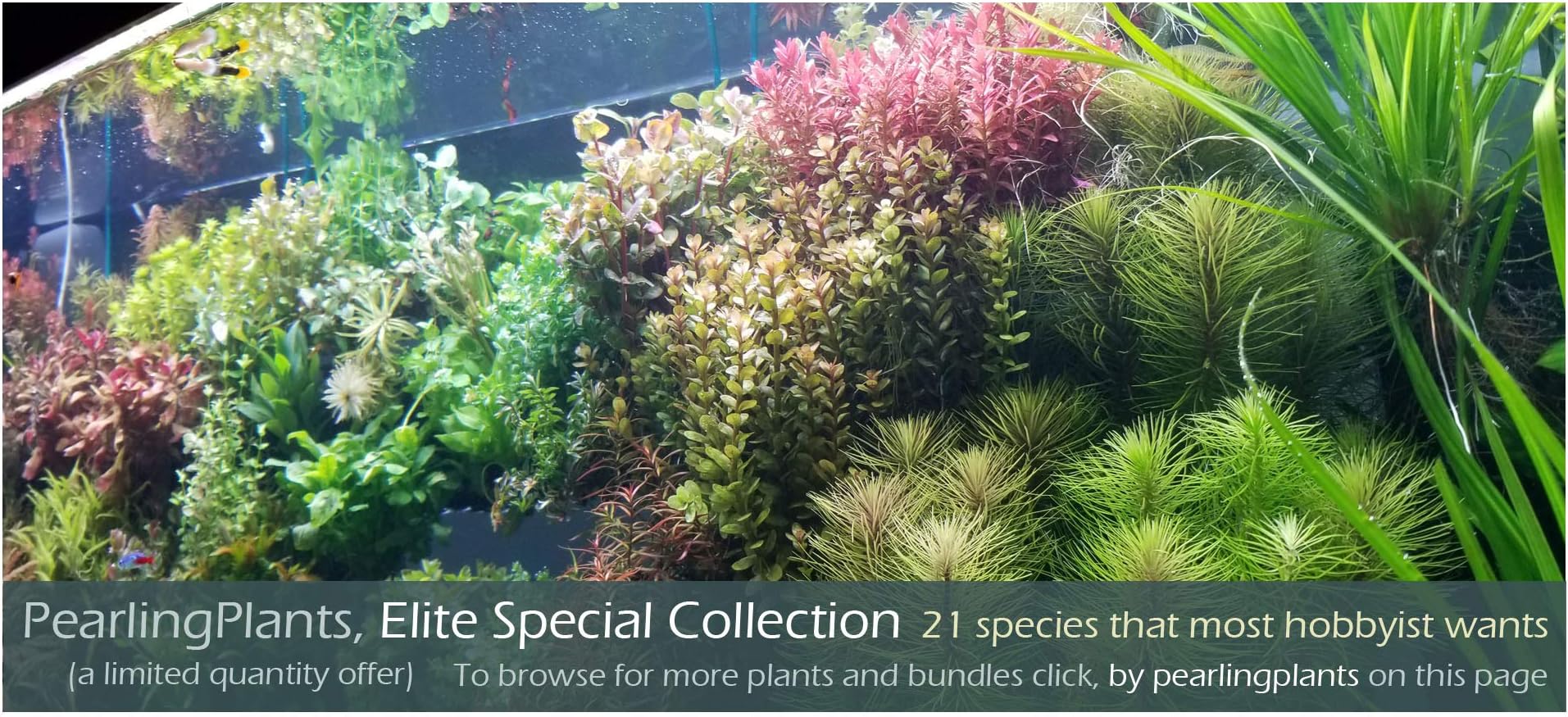 Elite Special Selection 20 Kinds, Bundle, Package, Rare, Freshwater Live Aquarium Plants