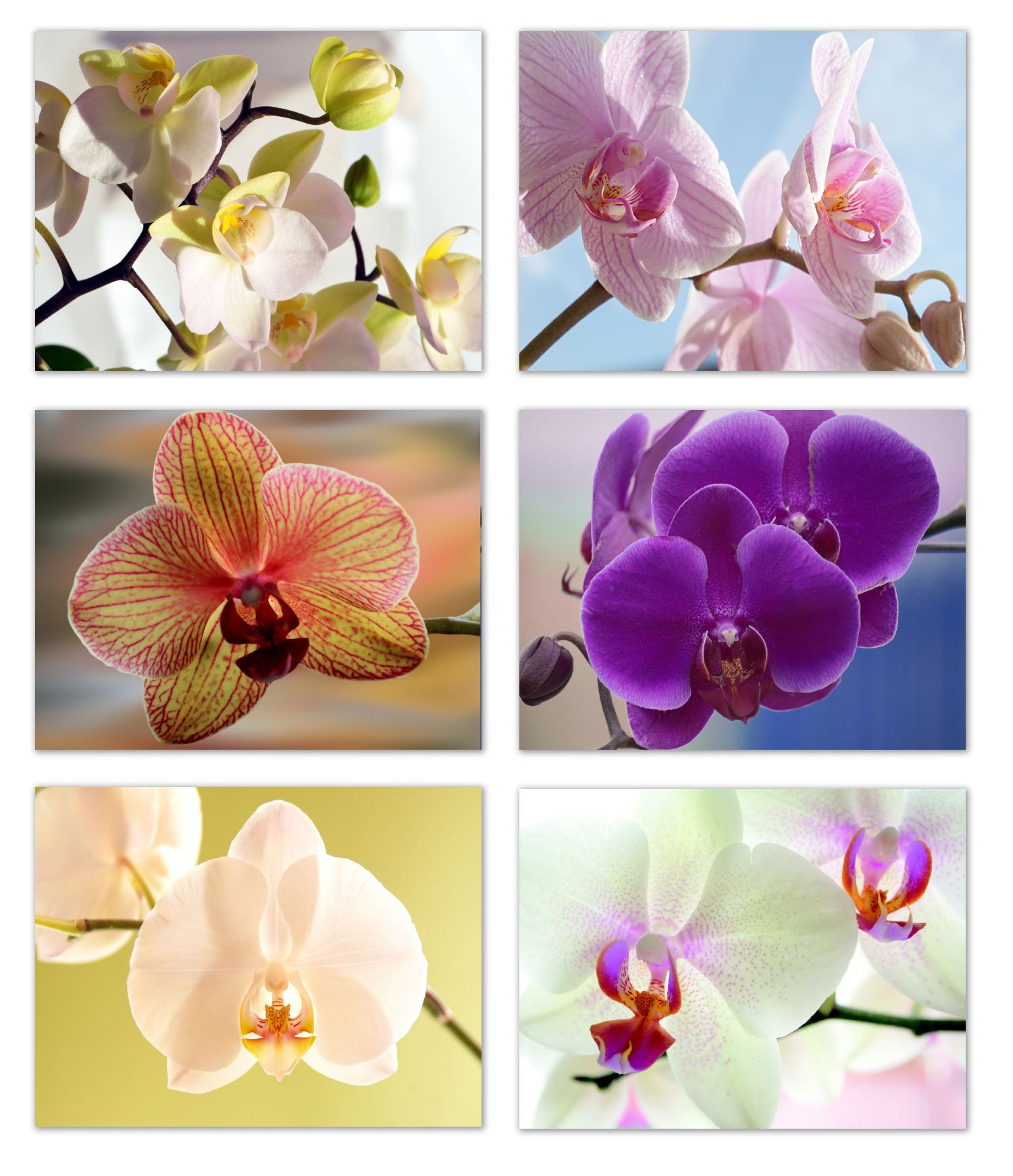 Small World Greetings Orchid Blank Note Cards - Flower Greeting Cards with Envelopes - 6 Unique Designs - 5.5"x4.25" (12 Pack)