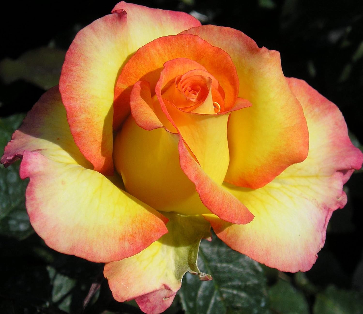 Especially for You 5.5lt Potted Hybrid Tea Garden Rose Bush Yellow