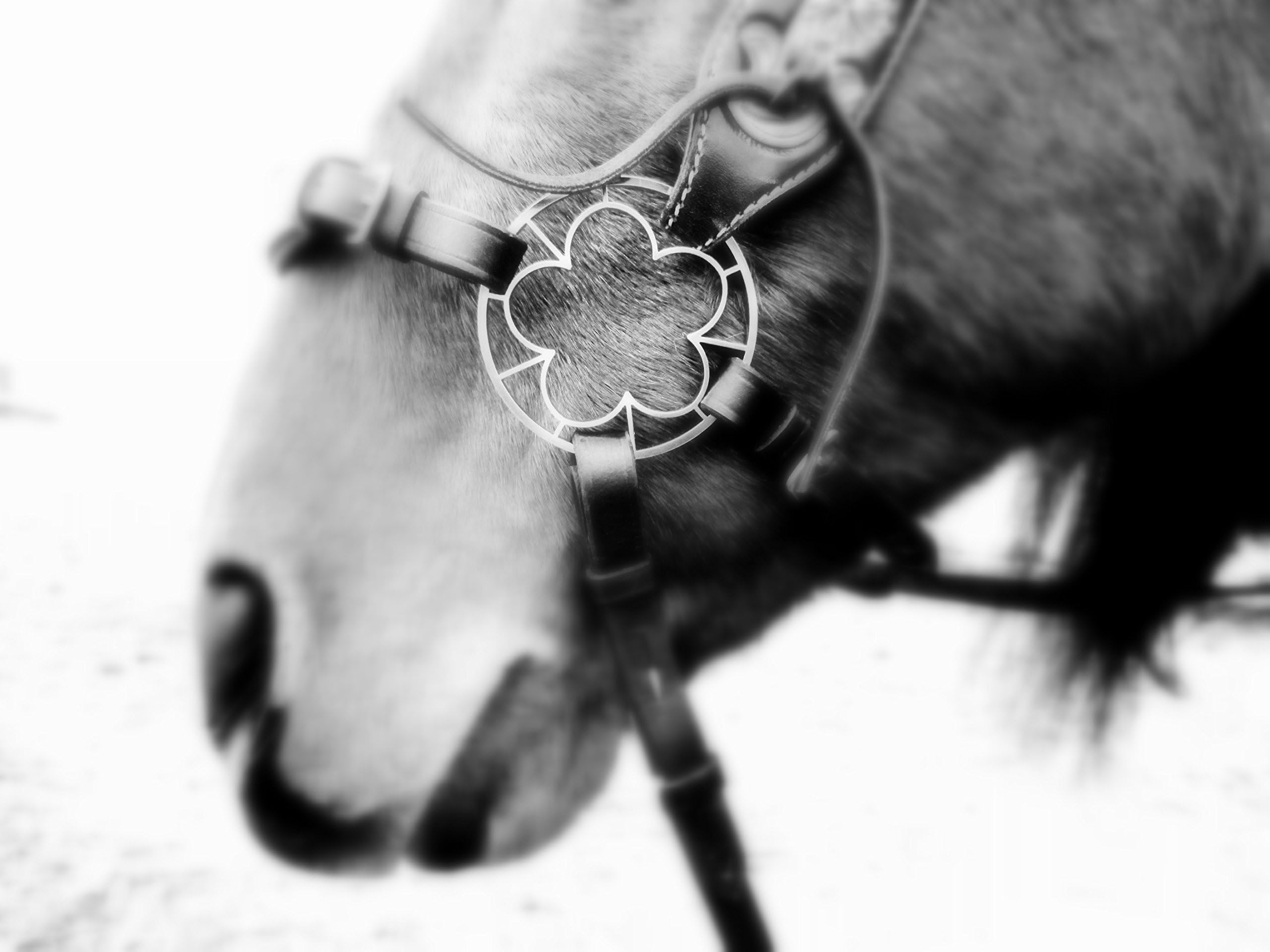 1 pair of "Flower Wheels" - "Anemone" Bitless Bridle