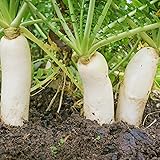 Outsidepride Annual Daikon Radish Seeds - 5