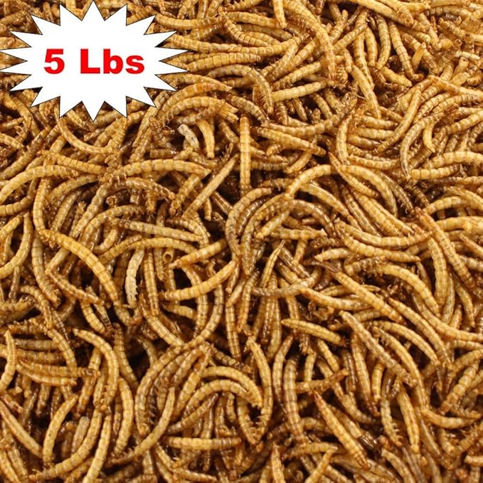 Yummy Mealworms5 Lbs Pouch Natural Organic Dried Mealworms Free