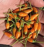 Yellow African Pequin Birds Eye Heirloom Pepper