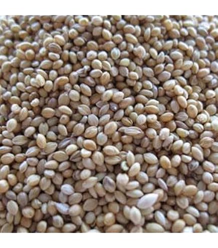 German Millet Foxtail Millet Has A Drooping Foxtail German Foxtail