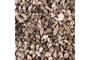 SUPER Z OUTLET Tiny Miniature Fairy Garden Beach Critter Seashells Marine Life Collection for Art & Craft Project, Outdoor & Indoor Home Decoration, Party Favor, Invitation (4.5oz Bag, 500 Shell)