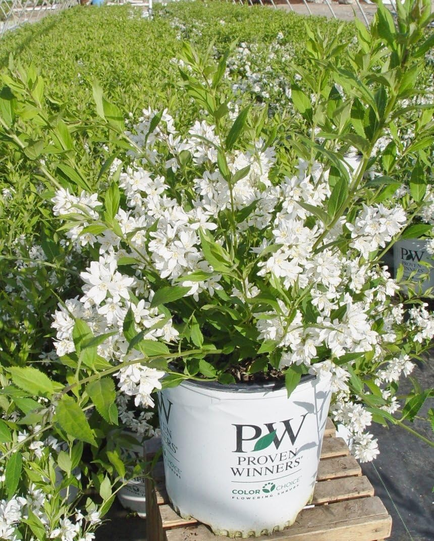 Shrub White Flowers Deutzia Yuki Snowflake Yuki Snowflake Deutzia 2 Size Container Proven Winners
