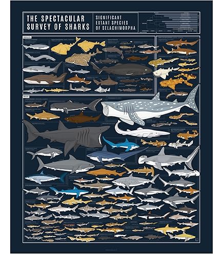 Amazon.com: EuroGraphics Dangerous Sharks Poster, 36 x 24 in