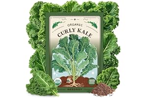 Seedboy Organic Kale Seeds for Planting Indoor and Outdoor, Non-GMO and USDA Certified Vegetable Seed Packet for Hydroponic Garden Indoor or Planting Outdoors (Blue Curled Scotch Kale)