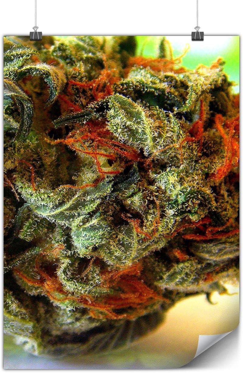 Wellcoda Smelly Weed Bud Rasta Poster Smoke A3 (42cm x 30cm) MATTE Heavy Weight Paper, Easy to Hang, Ideal for Framing Art