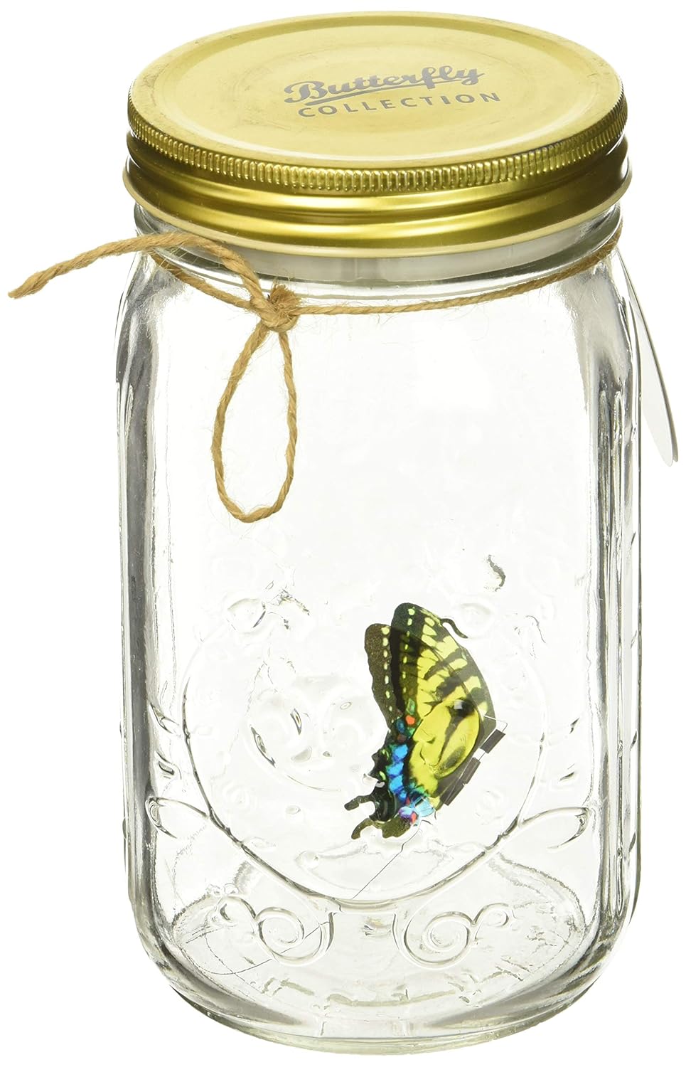 Creative Butterfly In JarFly Inside The Jar Interestingly! Butterfly
