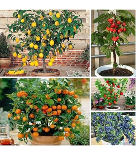 aglaonema - silver bay Aglaonema Silver Bay (8 Inch) – Westbrae Nursery main image 1