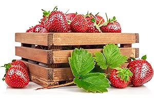 PRI GARDENS Mara Des Bois Strawberry Bare Roots Plants, 25 per Pack. Non GMO