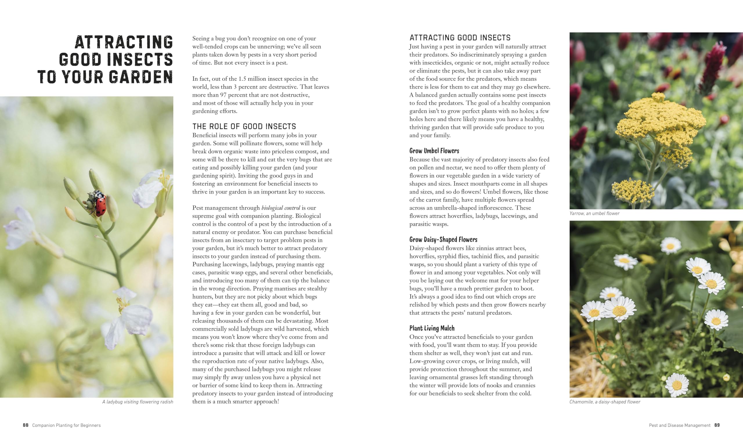 Companion Planting for Beginners: Pair Your Plants for a Bountiful, Chemical-Free Vegetable Garden