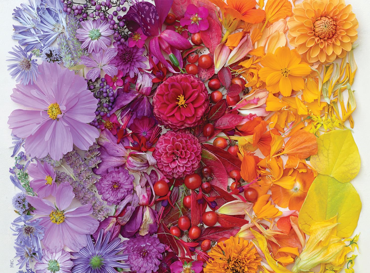 Buffalo Games Puzzle „Bonjour – Gradient Flora“ 1000 Teile – Farbenfrohes Blumenpuzzle, Fertige Größe 67,9 X 50,2 Cm