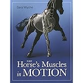 Horse's Muscles in Motion