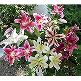 Mixed Oriental Lily Bulbs (Pack of 8) - Fragrant Blooms! | Pack of 8, Fragrant Blooms
