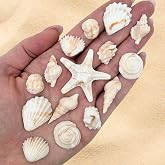 15 Dye Free Seashell Edible Cake Decorations, Vegan, Gluten-Free, Edible Cake Toppers for Cupcakes, Cookies &amp; Desserts, by Simply Sucr&eacute; (15 Pieces (Gift Box), Natural)