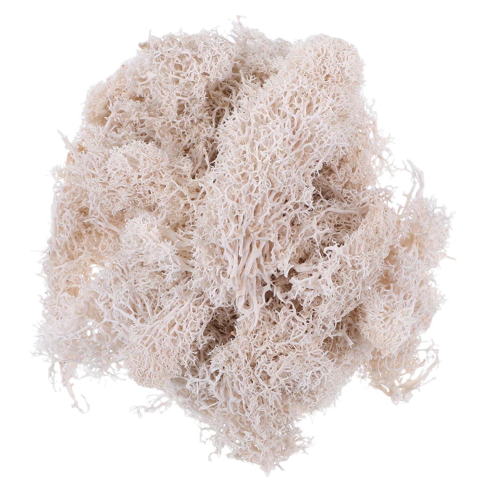 HEALLILY 50g Preserved Fresh Moss Reindeer Floral Moss for Wedding Party Fairy Gardens Terrariums DIY Craft Floral Project (White)