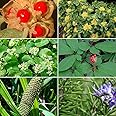 Memory Herb Garden Seed Collection - A 6 Variety Pack of Rare Medicinal Herb Seeds! FROZEN SEED CAPSULES - The Very Best in Long-Term Seed Storage - Plant Seeds Now or Save Seeds for Years