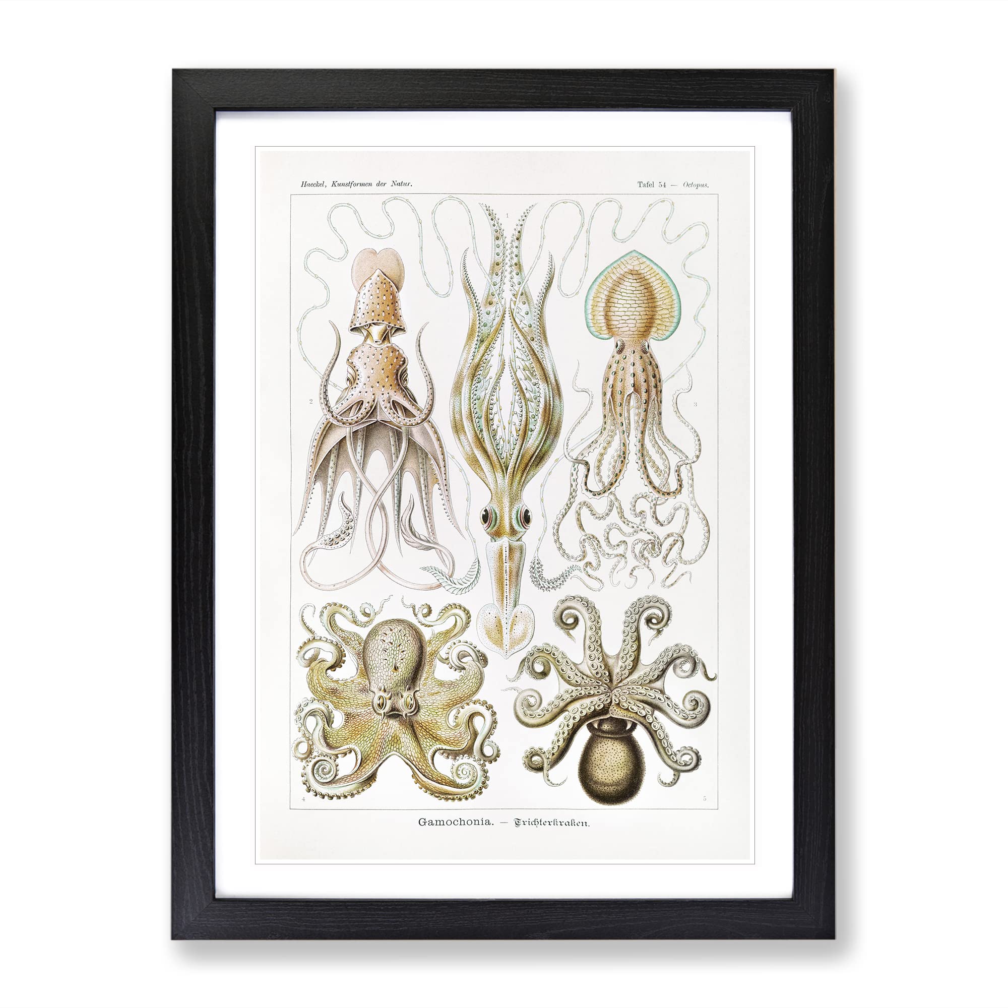 Octopus And Squid By Ernst Haeckel Vintage Framed Wall Art Print, Ready to Hang Picture for Living Room Bedroom Home Office Décor, Black A3 (34 x 46 cm)