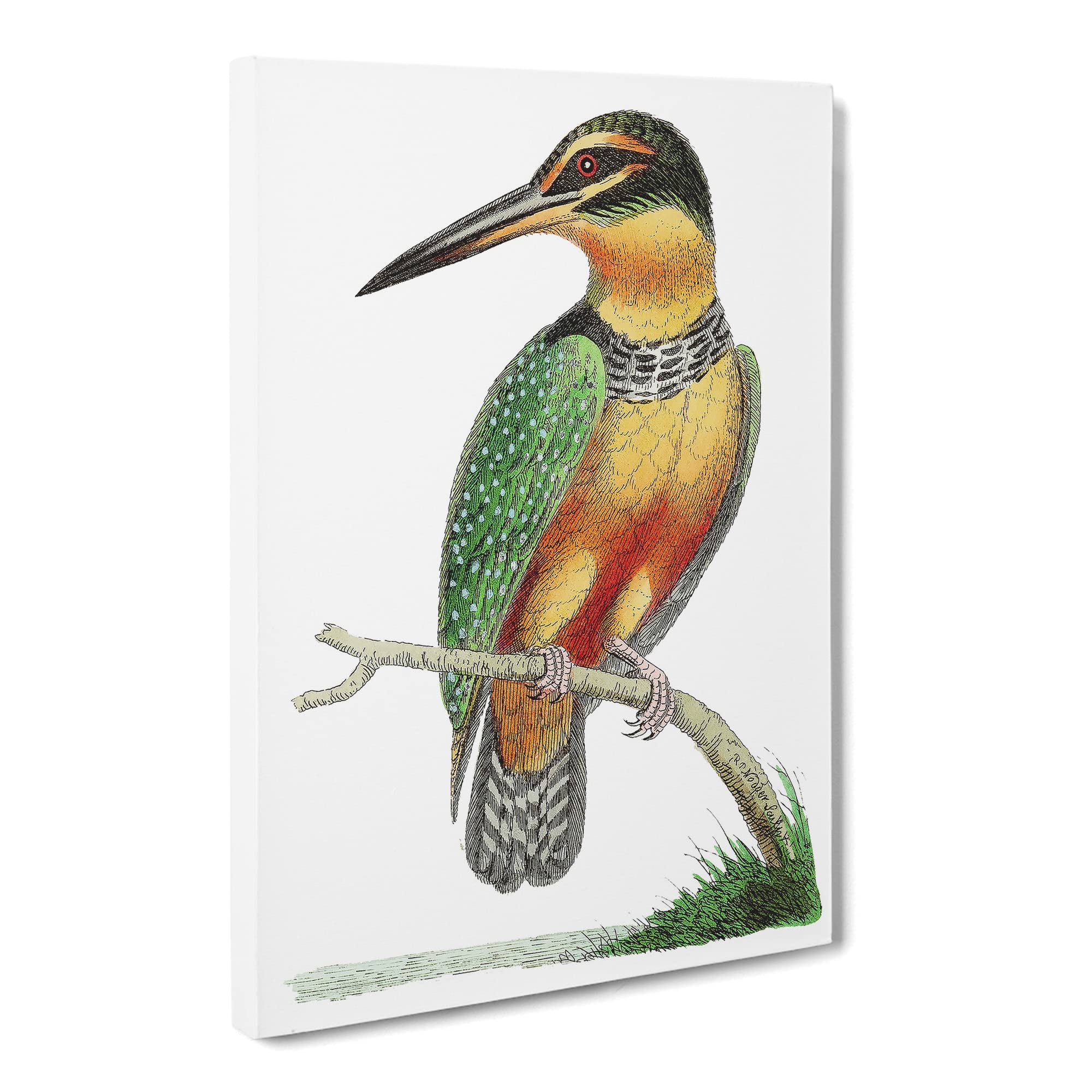 Spotted Kingfisher By George Shaw Canvas Print | Gallery Wrapped 30mm Frame Wall Art | 20x14 inches | Ready to Hang | Retro Bird Picture | Living Room Bedroom Lounge Office