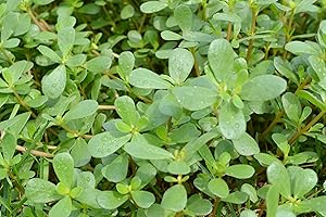 Purslane Organic Seeds, Purslane Seeds, Home Gardening, High Germination, for Garden and Potting, Non-GMO Heirloom (Seeds, 10