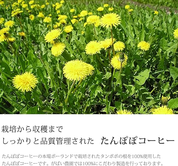 Amazon がばい農園 たんぽぽコーヒー 2g 40包 ノンカフェイン たんぽぽ茶 無添加 お茶 ノンカフェイン 健康茶 ティーバッグ がばい農園 たんぽぽ 麦芽コーヒー 通販