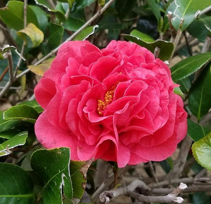 Cutdek 7 Fresh Cuttings of Camellia "Winter