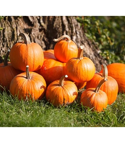 Amazon.com : Bulk Organic Pumpkin Seeds (10 Lb) : Patio, Lawn & Garden