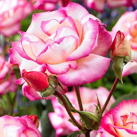 Rosa Macha Kletterrosen Winterhart Mehrjahrig Duftend Rosa Weisse Rosen Pflanzen Hohe Ca 40cm Amazon De Garten