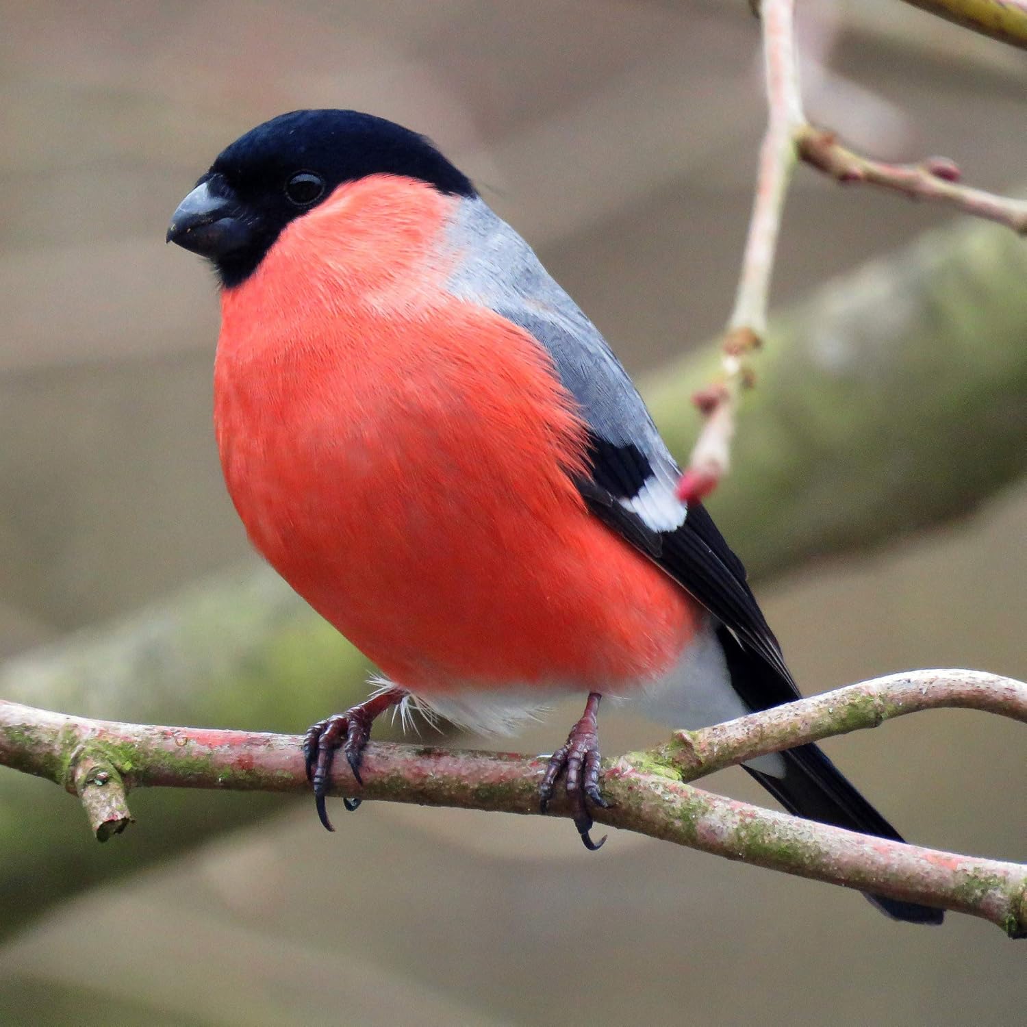Окрас снегиря. Воробьинообразные снегирь. Снегирь самец. Снегирь. Про птиц снегирей.