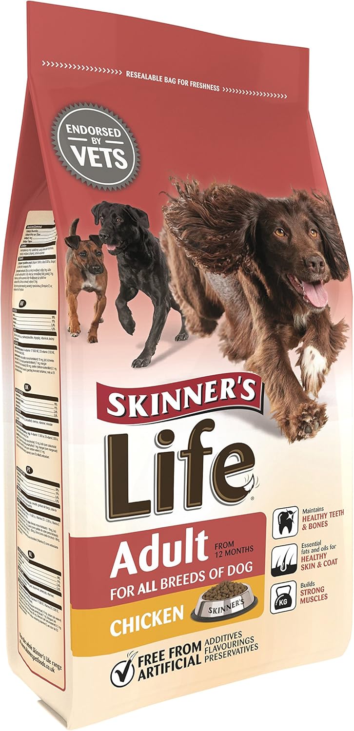 grey toy poodle for sale