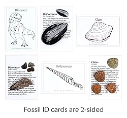 DANCING BEAR Fossil Collection Kit (12 pc Set) Real
